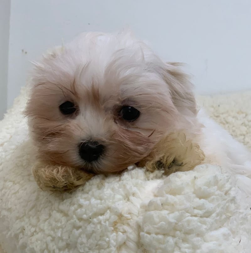 Anita, Bichon maltais femelle née le 28/08/25 Non LOF ( Parents LOF)