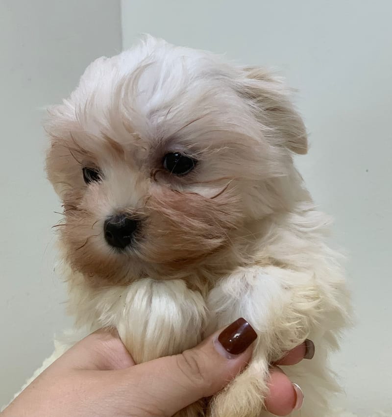 Anita, Bichon maltais femelle née le 28/08/25 Non LOF ( Parents LOF)