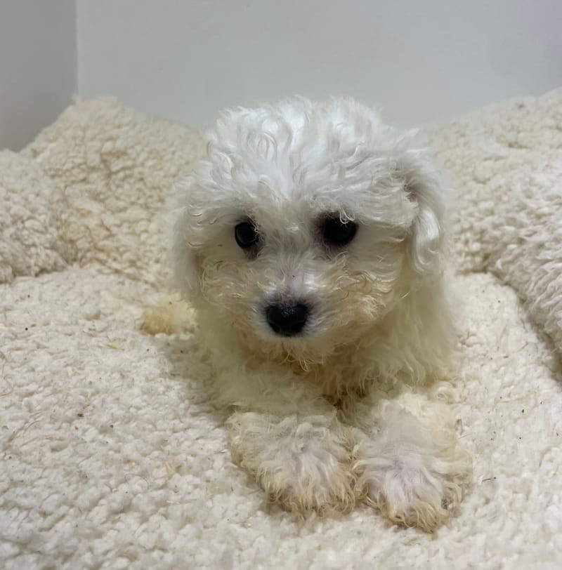 Ariane, Bichon frisé femelle née le 15/08/2025