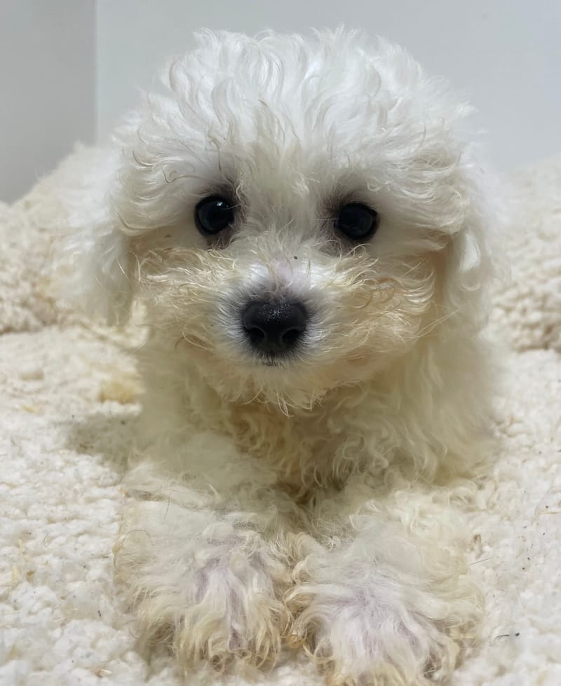 Ariane, Bichon frisé femelle née le 15/08/2025