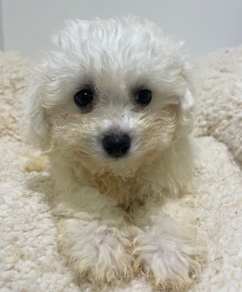 Ariane, Bichon frisé femelle née le 15/08/2025