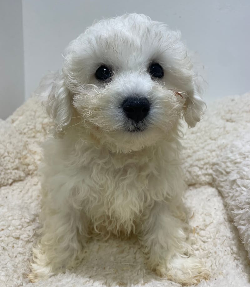 Aston, Bichon frisé mâle né le 15/08/2025 LOF