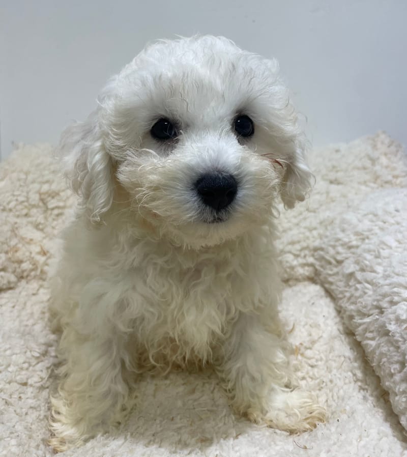 Aston, Bichon frisé mâle né le 15/08/2025 LOF