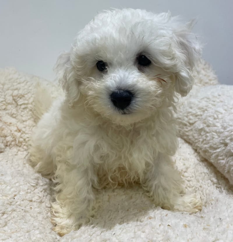 Aston, Bichon frisé mâle né le 15/08/2025 LOF