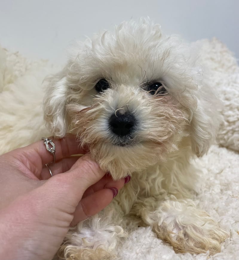 Alesia, Bichon frisé femelle  née le 15/08/2025 LOF