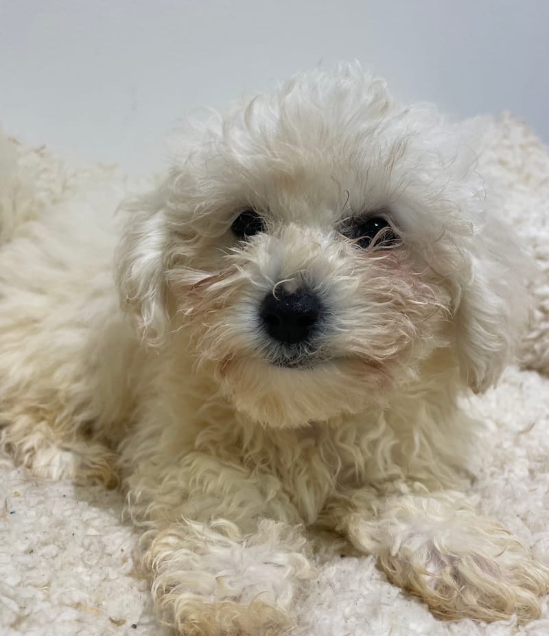 Alesia, Bichon frisé femelle  née le 15/08/2025 LOF