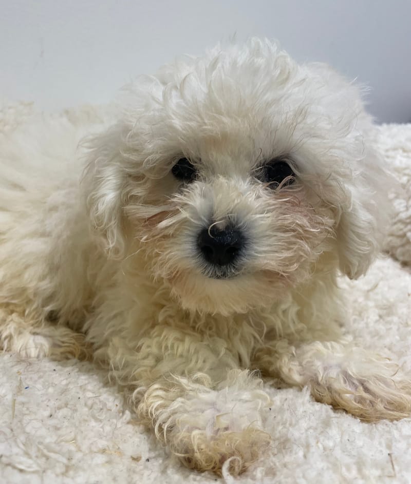 Alesia, Bichon frisé femelle  née le 15/08/2025 LOF