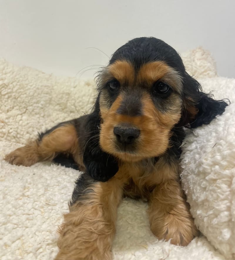 Alka, Cocker femelle née le 27/08/25 LOF