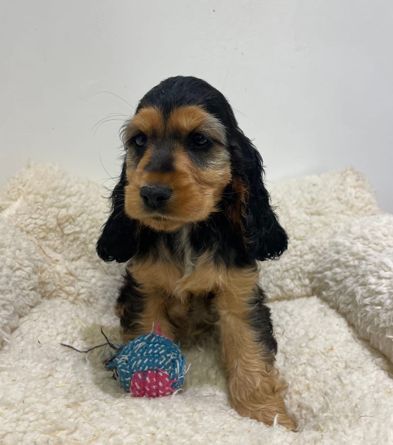 Alka, Cocker femelle née le 27/08/25 LOF