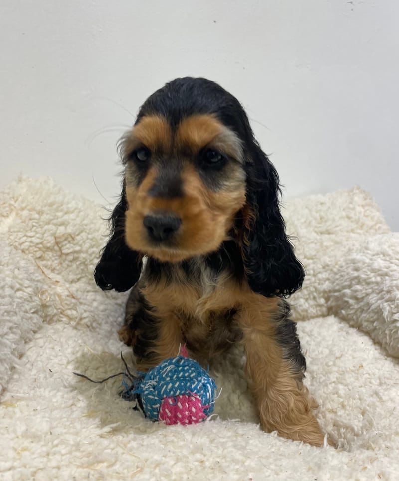 Alka, Cocker femelle née le 27/08/25 LOF