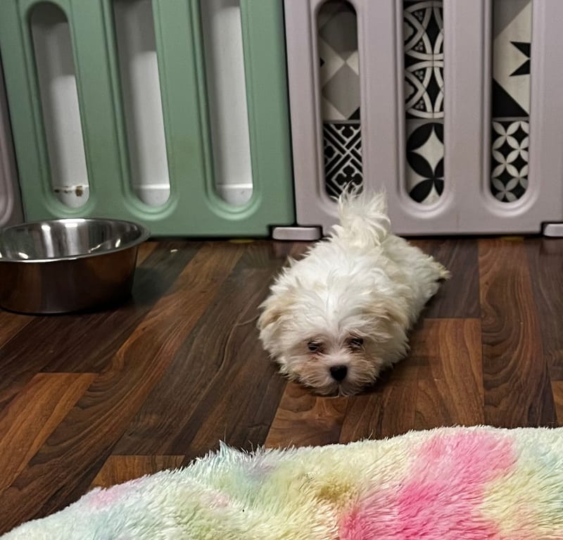 Andrew mâle né 10/08/2025 (Parents LOF)