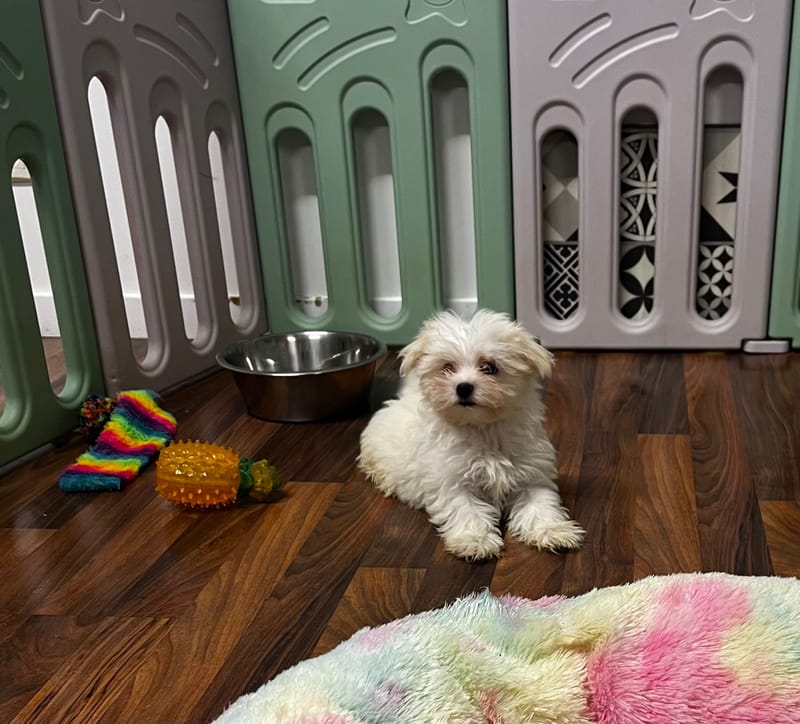 Andrew mâle né 10/08/2025 (Parents LOF)