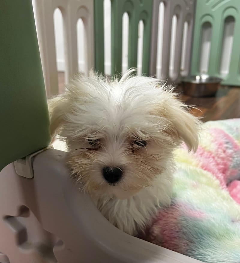 Andrew mâle né 10/08/2025 (Parents LOF)