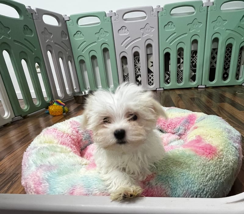 Andrew mâle né 10/08/2025 (Parents LOF)