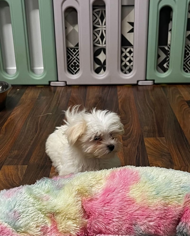 Andrew mâle né 10/08/2025 (Parents LOF)