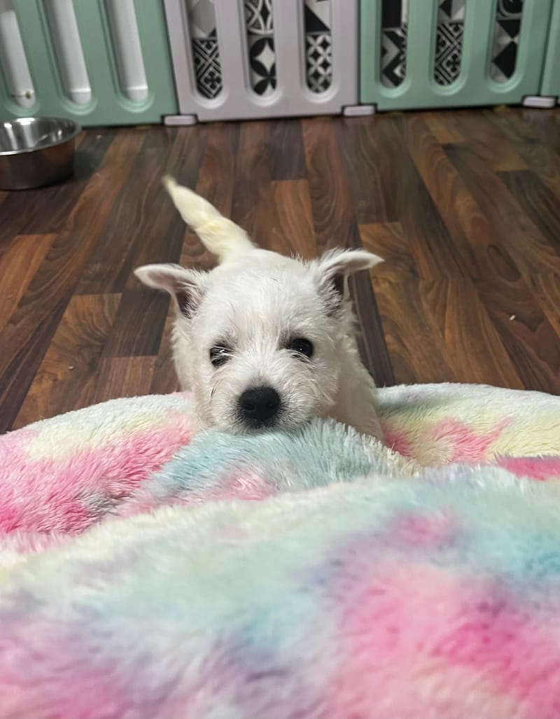 Amina femelle née le : 21/08/2025 LOF