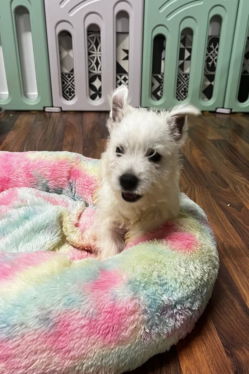 Amina femelle née le : 21/08/2025 LOF