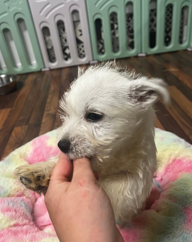 Amina femelle née le : 21/08/2025 LOF