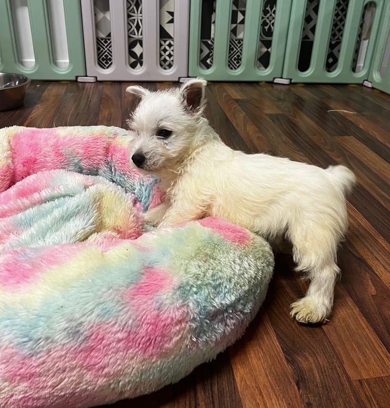 Amina femelle née le : 21/08/2025 LOF