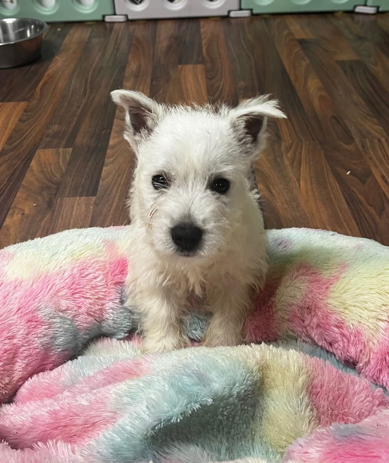 Amina femelle née le : 21/08/2025 LOF