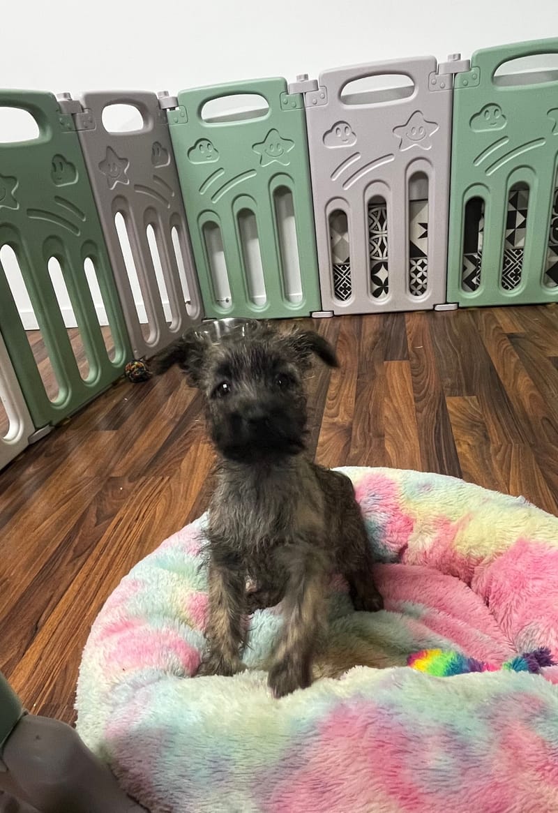 Alizee femelle née le 16/08/2025 (Parents LOF)