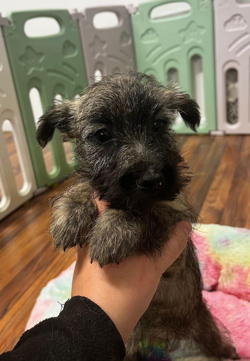 Alizee femelle née le 16/08/2025 (Parents LOF)