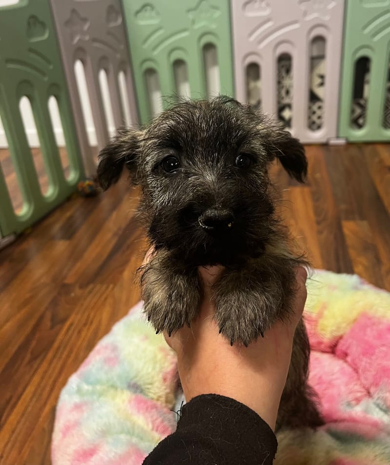 Alizee femelle née le 16/08/2025 (Parents LOF)