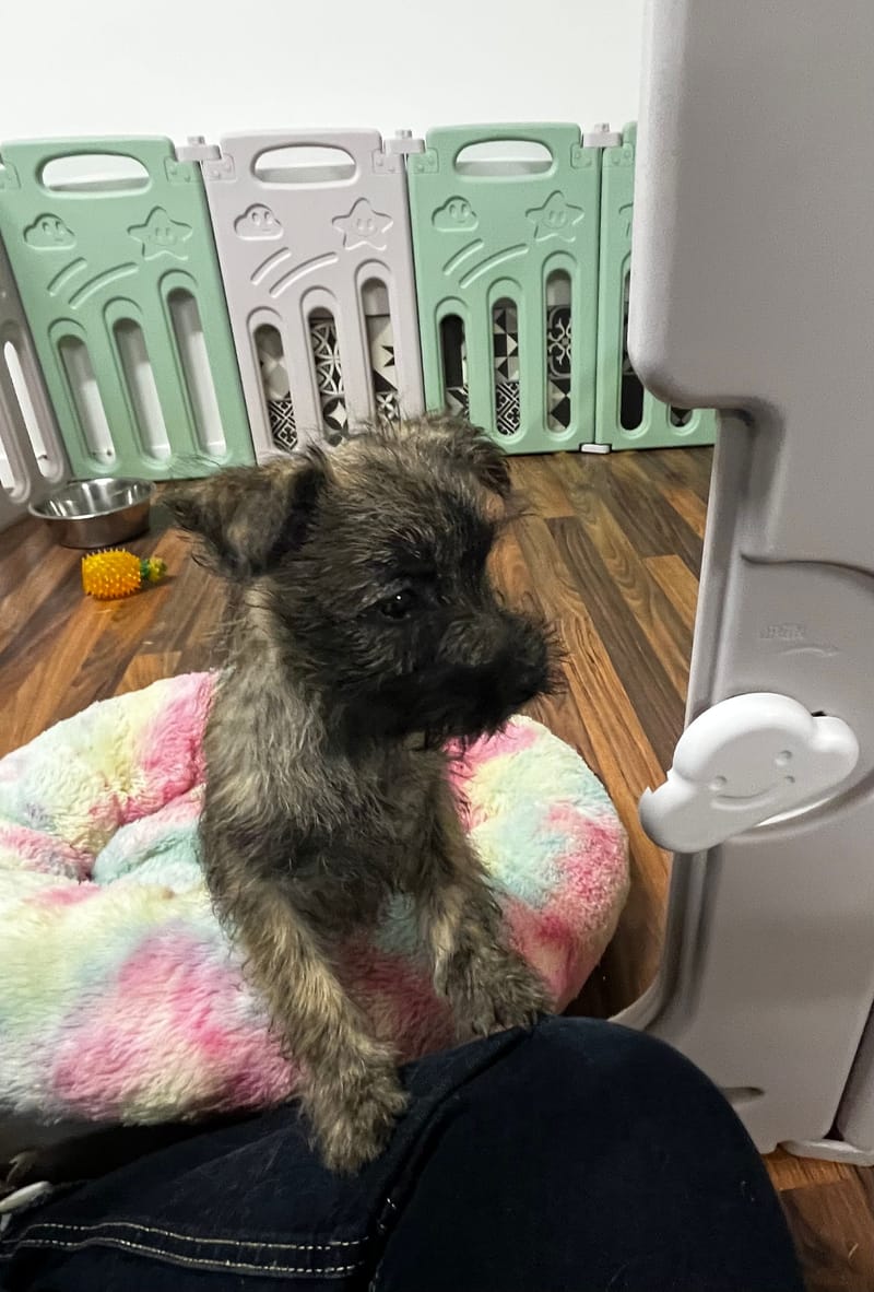 Alizee femelle née le 16/08/2025 (Parents LOF)