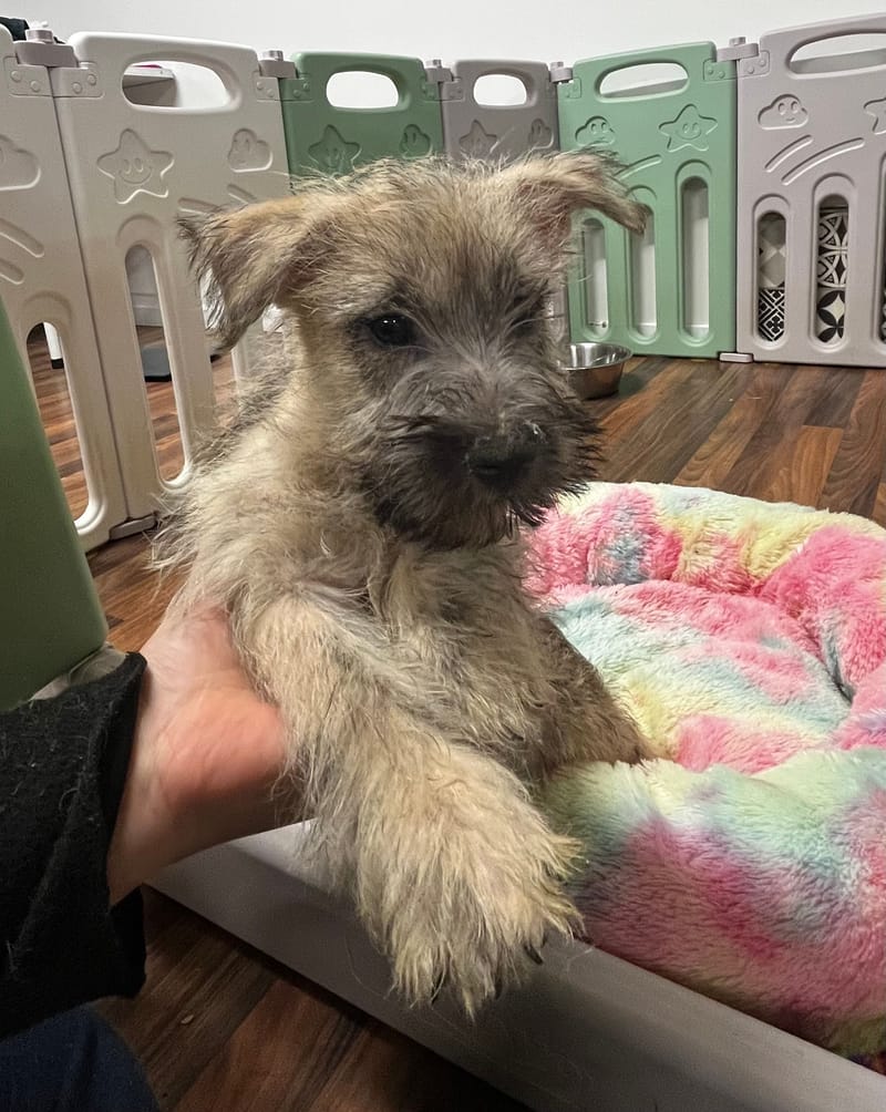 Aztek mâle né le 16/08/2025 (Parents LOF)