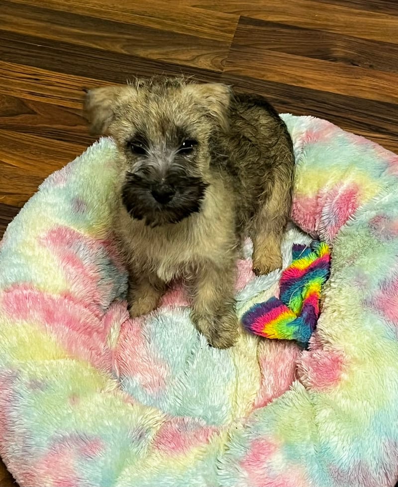 Aztek mâle né le 16/08/2025 (Parents LOF)