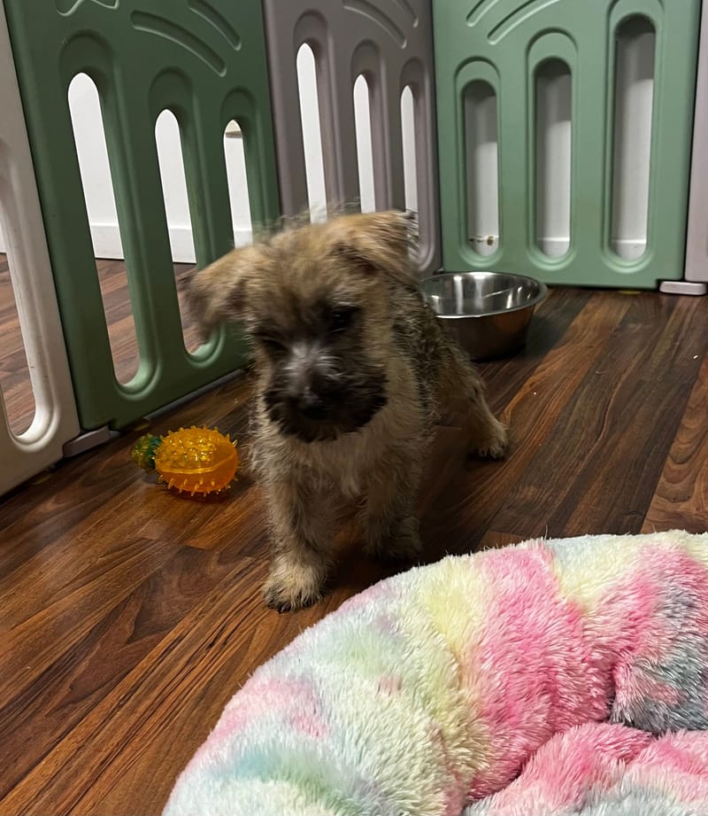 Aztek mâle né le 16/08/2025 (Parents LOF)