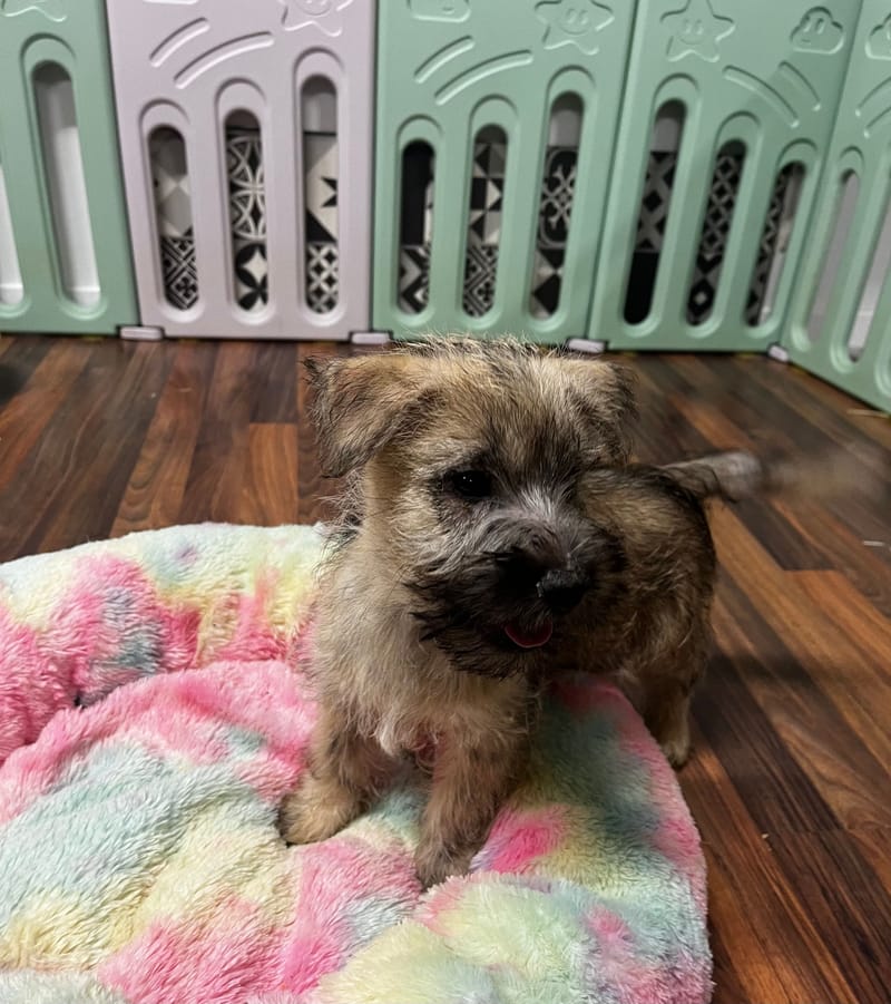 Aztek mâle né le 16/08/2025 (Parents LOF)