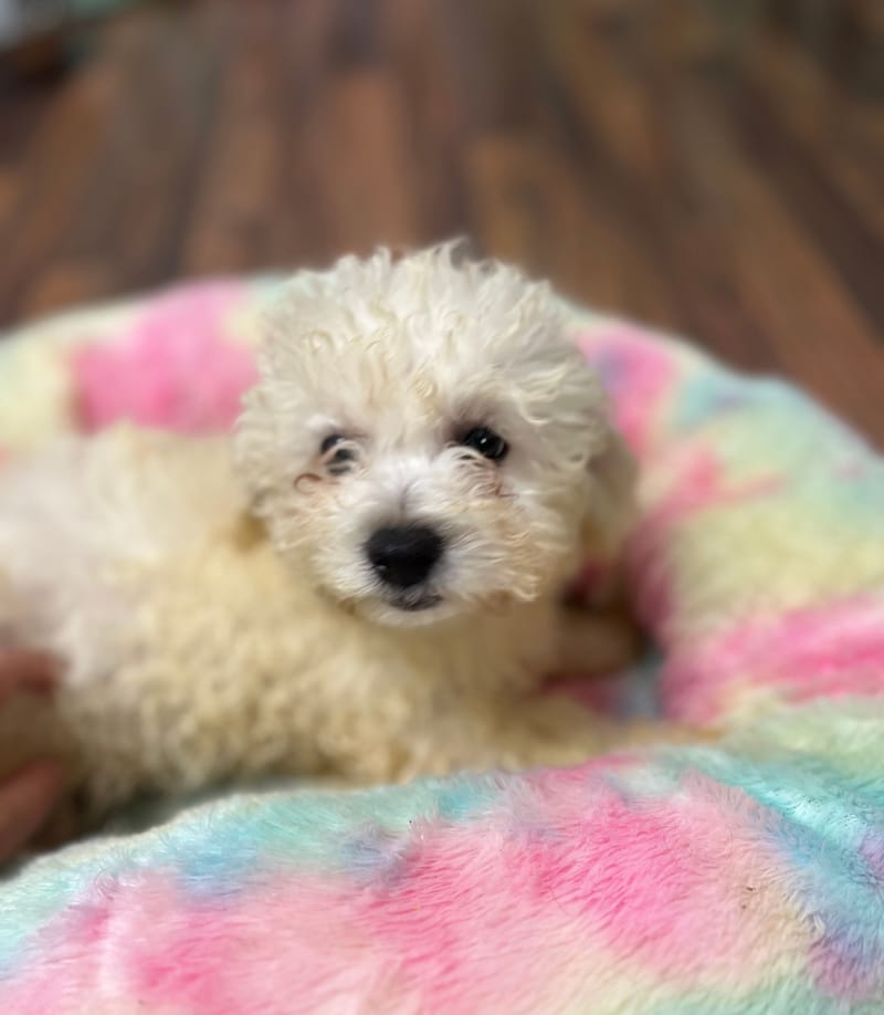 Andy mâle né le :08/08/2025 LOF