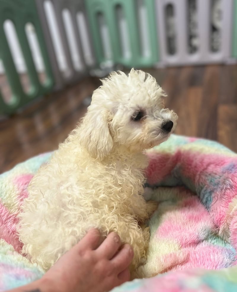 Andy mâle né le :08/08/2025 LOF