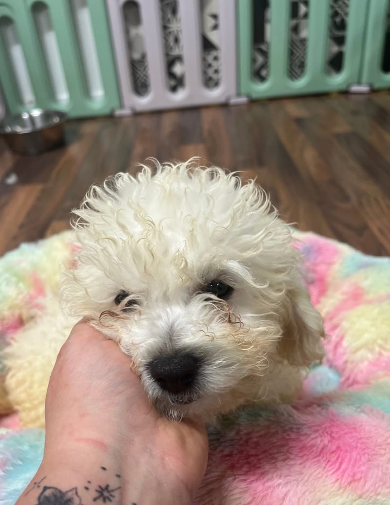 Andy mâle né le :08/08/2025 LOF