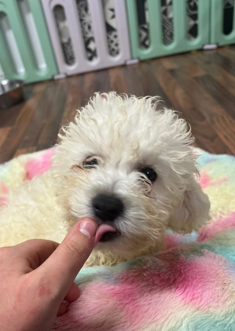 Andy mâle né le :08/08/2025 LOF