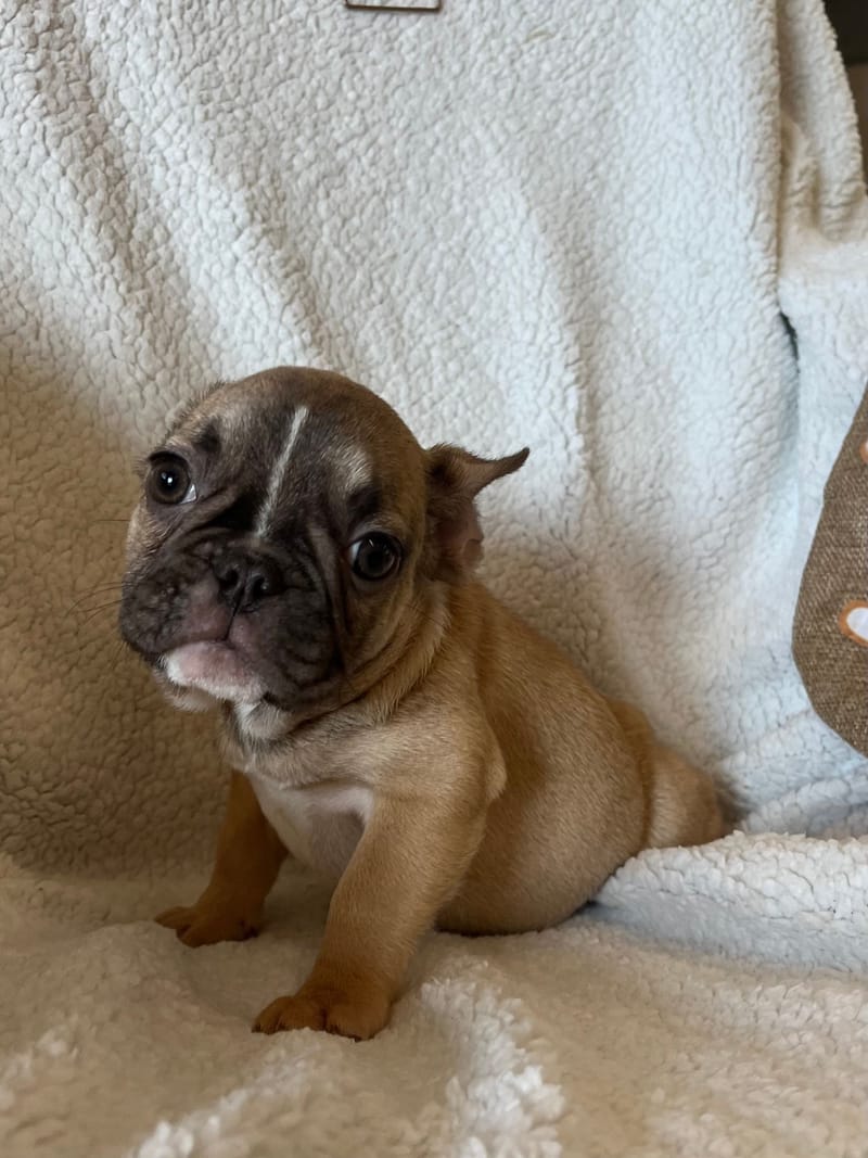 Asia, femelle née le 06/08/2025 non LOF (parents LOF)