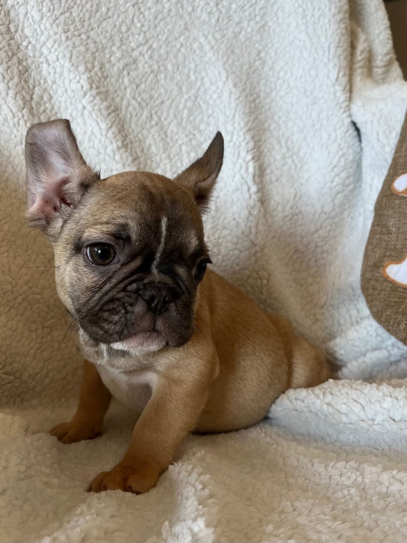 Asia, femelle née le 06/08/2025 non LOF (parents LOF)