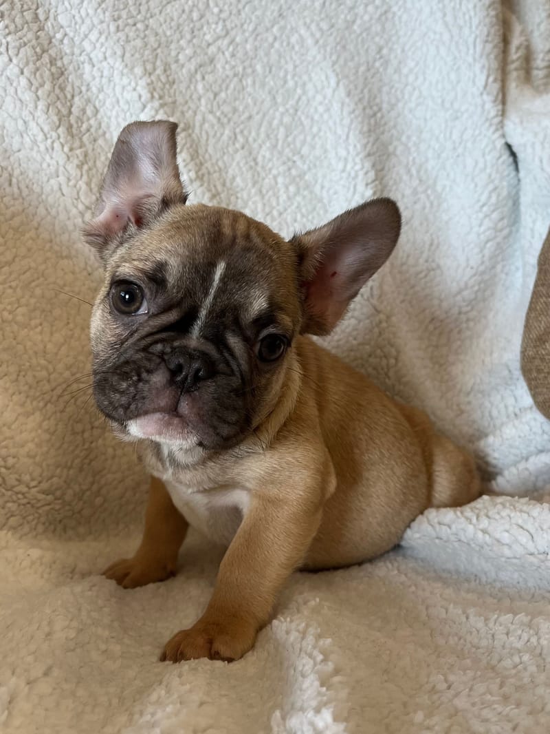 Asia, femelle née le 06/08/2025 non LOF (parents LOF)