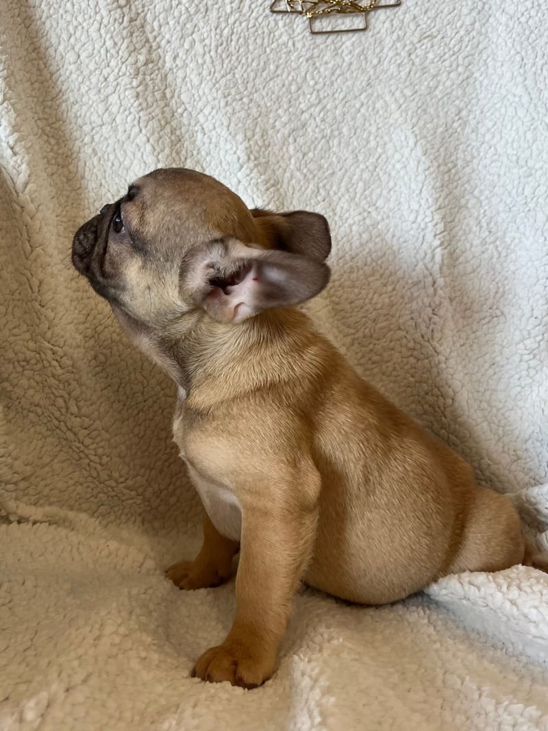 Asia, femelle née le 06/08/2025 non LOF (parents LOF)