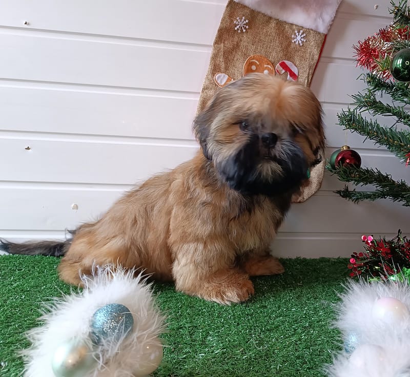 AZTEK, male né le 20/07/25 non LOF (parents LOF