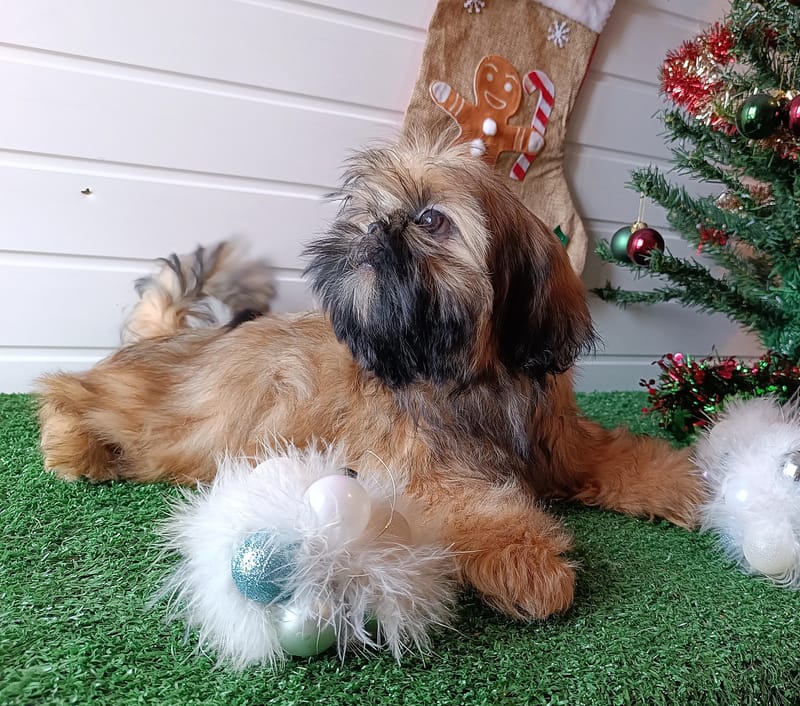 AZTEK, male né le 20/07/25 non LOF (parents LOF