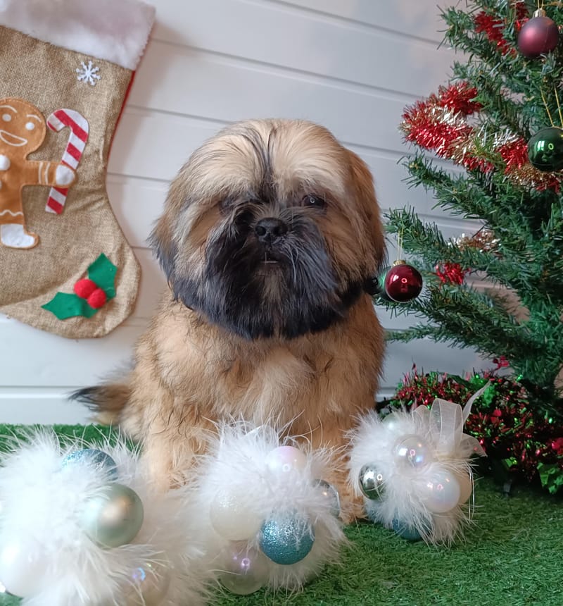 ARTUS, mâle né le 20/07/2025 non LOF (parents LOF)