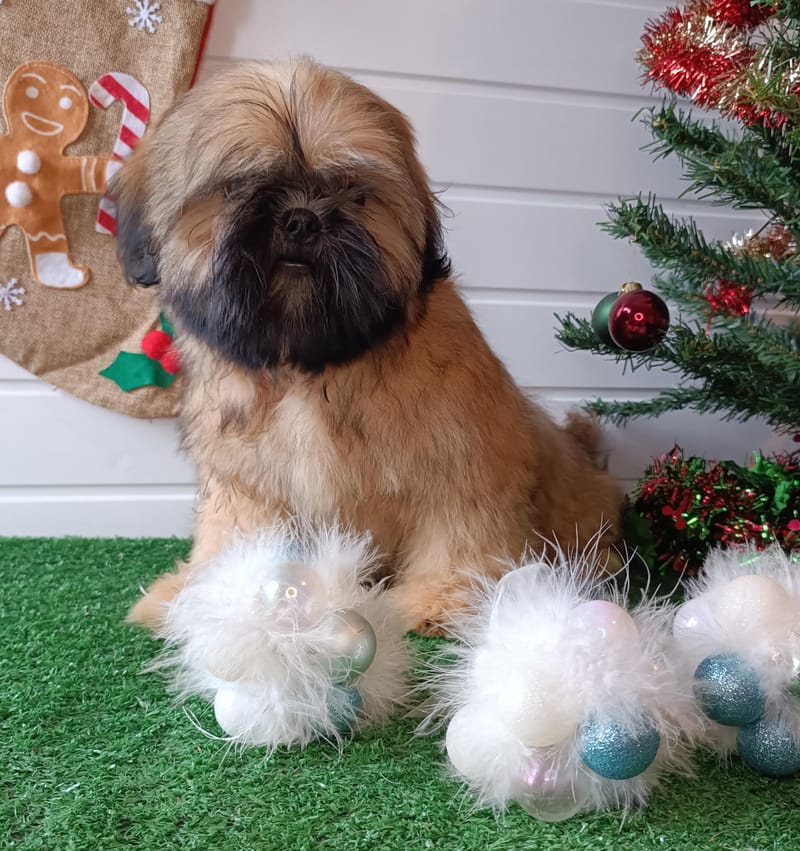 ARTUS, mâle né le 20/07/2025 non LOF (parents LOF)