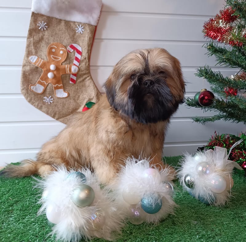 ARTUS, mâle né le 20/07/2025 non LOF (parents LOF)