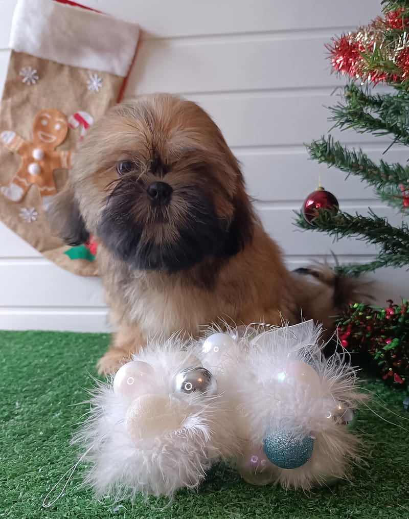 ASTON, mâle né le 20/07/2025 non LOF (parents LOF)