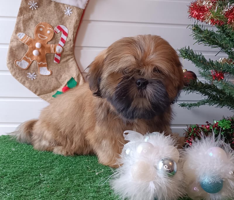 ASTON, mâle né le 20/07/2025 non LOF (parents LOF)