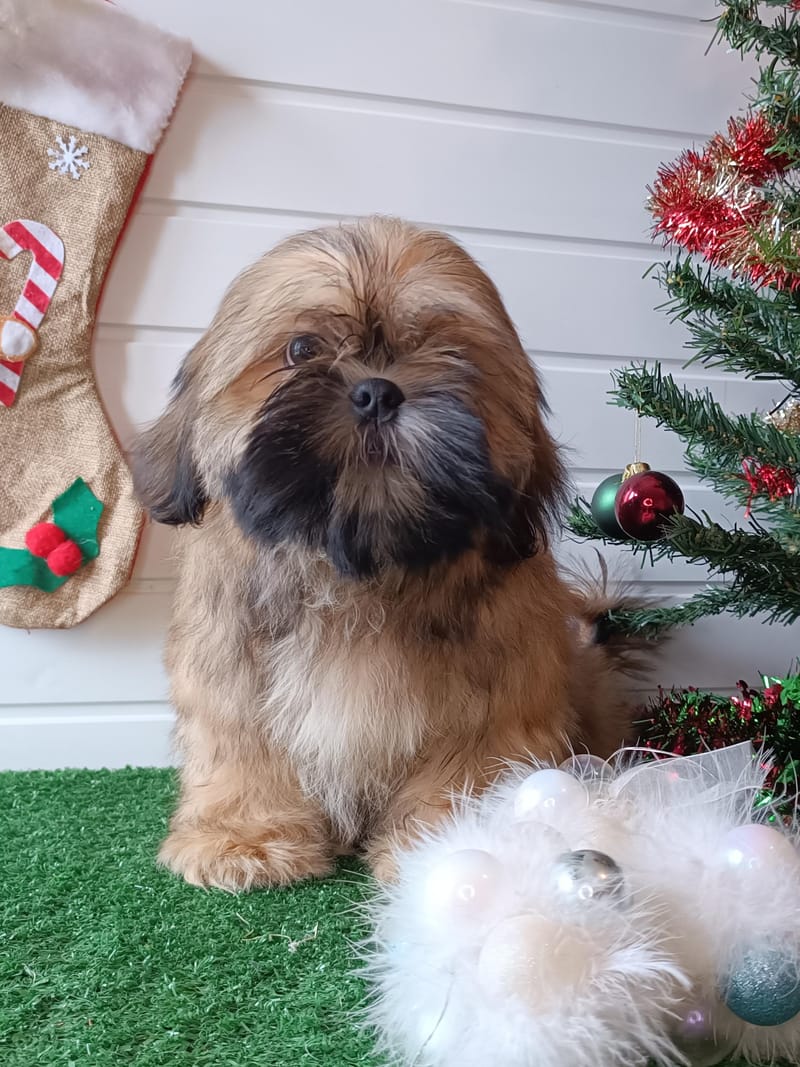 ASTON, mâle né le 20/07/2025 non LOF (parents LOF)