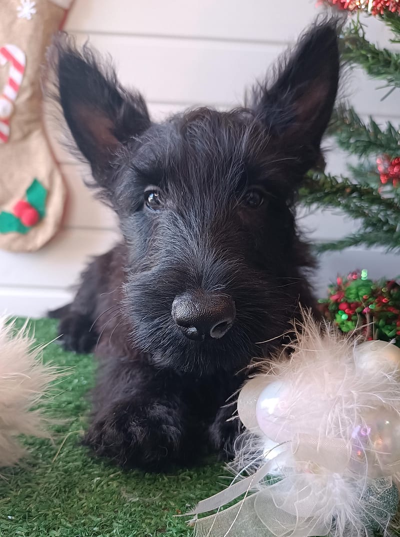  ARAMIS, mâle né le 28/07/2025 non LOF (parents LOF)