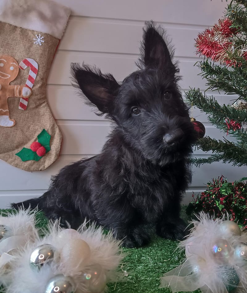  ARAMIS, mâle né le 28/07/2025 non LOF (parents LOF)